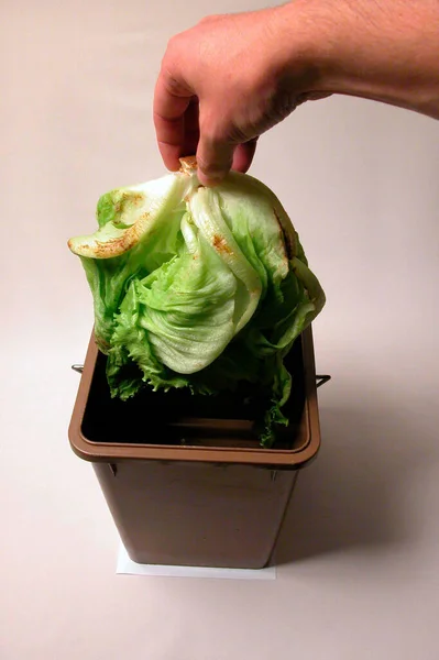 腐烂蔬菜 将生菜倒入可生物降解的褐色垃圾箱 — 图库照片