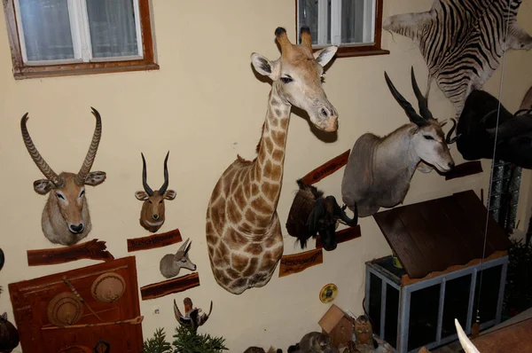 Big Game Hunting Trophies Wall House — Stock Photo, Image