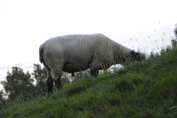 Witte Wollige Schapen Grazen Een Groene Heuvelachtige Weide Bergen — Stockfoto