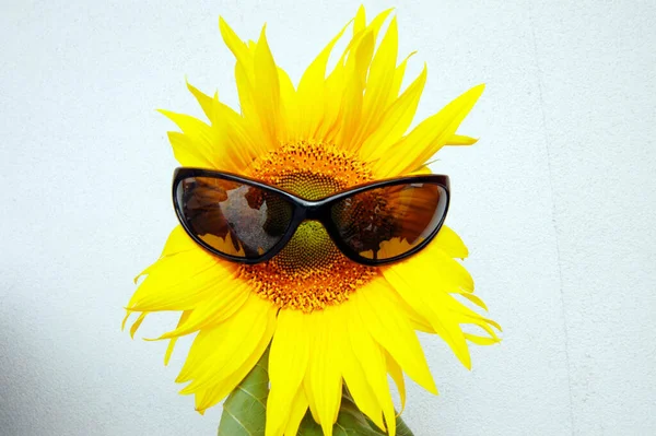 Girassol Amarelo Com Óculos Sol Pretos Verão Fundo Branco — Fotografia de Stock