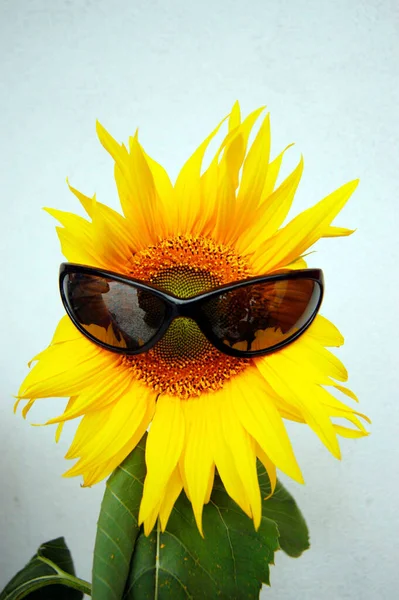 Girassol Amarelo Com Óculos Sol Pretos Verão Fundo Branco — Fotografia de Stock
