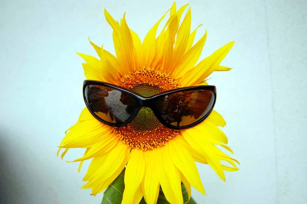 Eine Gelbe Sonnenblume Mit Schwarzer Sonnenbrille Sommer Auf Weißem Hintergrund — Stockfoto