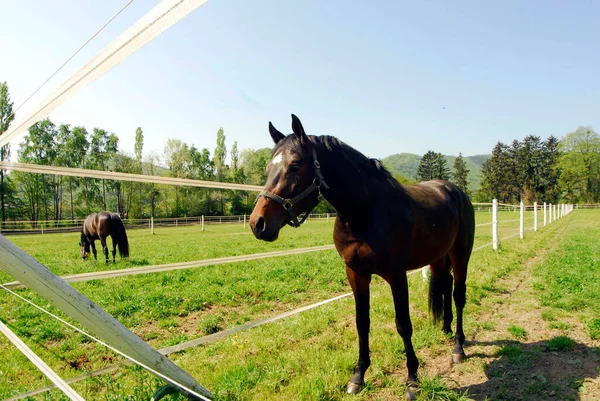 Bruna Hästar Hästpaddock Grön Äng Sommaren — Stockfoto