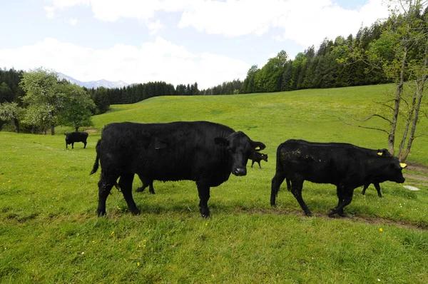 Fekete Angus Szarvasmarha Alpesi Legelőn Állattenyésztés Hegyekben — Stock Fotó