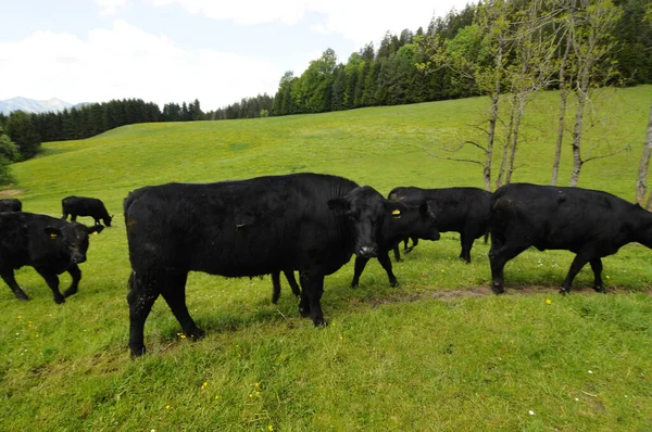 Fekete Angus Szarvasmarha Alpesi Legelőn Állattenyésztés Hegyekben — Stock Fotó