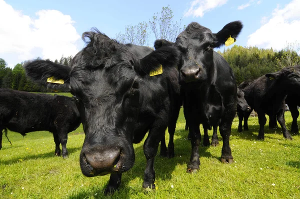 Fekete Angus Szarvasmarha Alpesi Legelőn Állattenyésztés Hegyekben — Stock Fotó