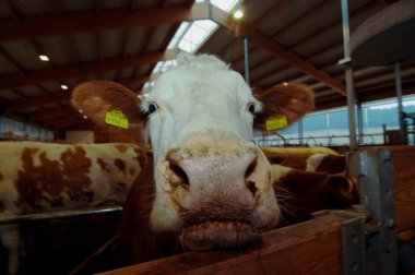 İneğin kafasının yakınına, ahırın içine.