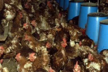Yemek endüstrisinde kafessiz yumurta üretimi ve tavuk çiftliği