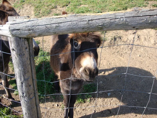 Domesticated Donkey Ass Meadow Farm Outdoors — Stock Fotó