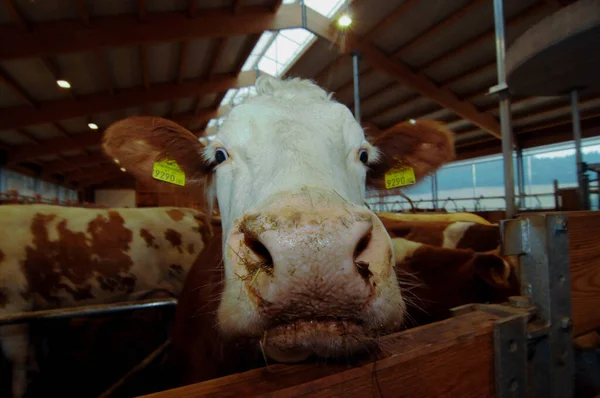 İneğin kafasının yakınına, ahırın içine.