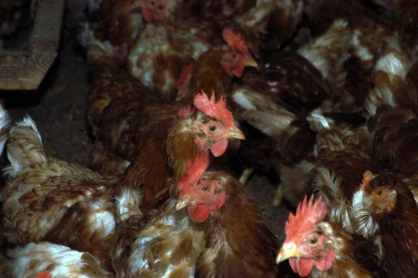 Yemek endüstrisinde kafessiz yumurta üretimi ve tavuk çiftliği