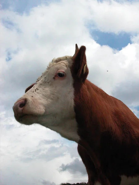 Closeup Head Cow Pasture Mountains — Stock Photo, Image