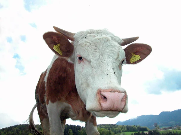 Primer Plano Cabeza Una Vaca Pasto Las Montañas — Foto de Stock