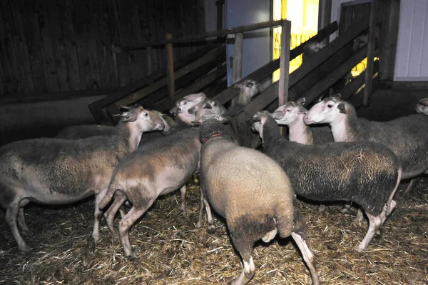 Hodowla Owiec Gospodarstwie Owce Trzymane Szopie — Zdjęcie stockowe