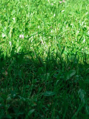 Yazın yeşeren çayırlar, güneşli bir günde yeşil otlar.