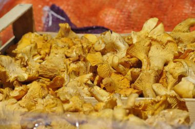 Ağaçtan bir kutuda toplanmış sarı kantarellalar.