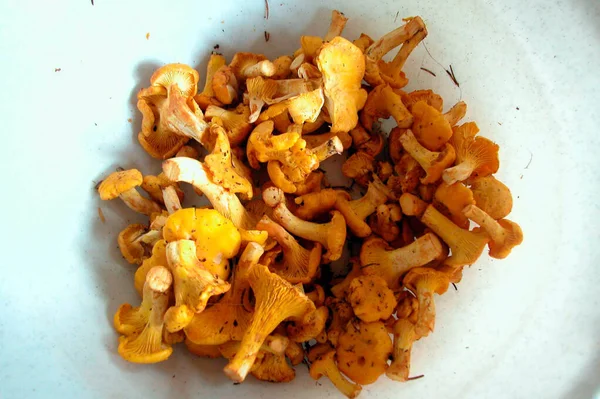 Yellow Chanterelles Picked Forest White Bowl — Stock Photo, Image