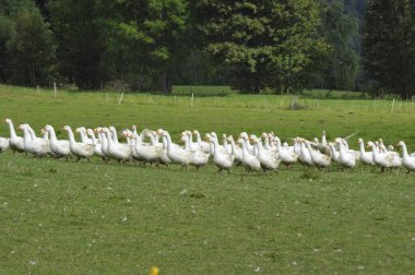 Yeşil bir çayırda yürüyen beyaz kaz sürüsü.