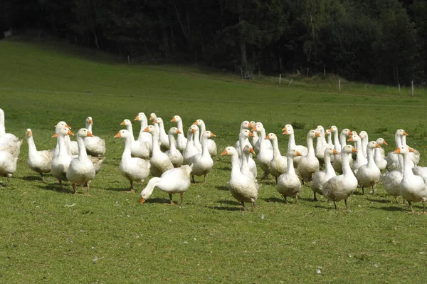 Ett Gäng Vita Gäss Som Går Grön Äng — Stockfoto