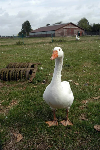 Vit Gås Står Grön Äng Framför Bondgård — Stockfoto