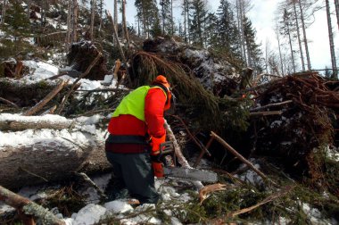 Testereli orman işçisi kışın odun kesiyor.