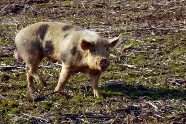 Suínos Criação Livre Bem Estar Animal Criação Suínos — Fotografia de Stock