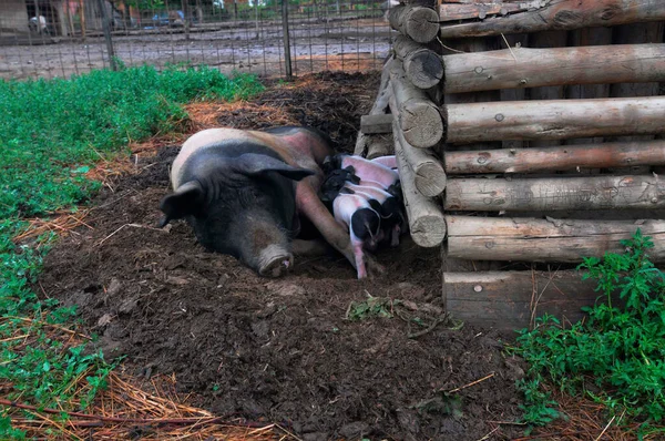 Suini Allevati All Aperto Benessere Degli Animali Nell Allevamento Suini — Foto Stock