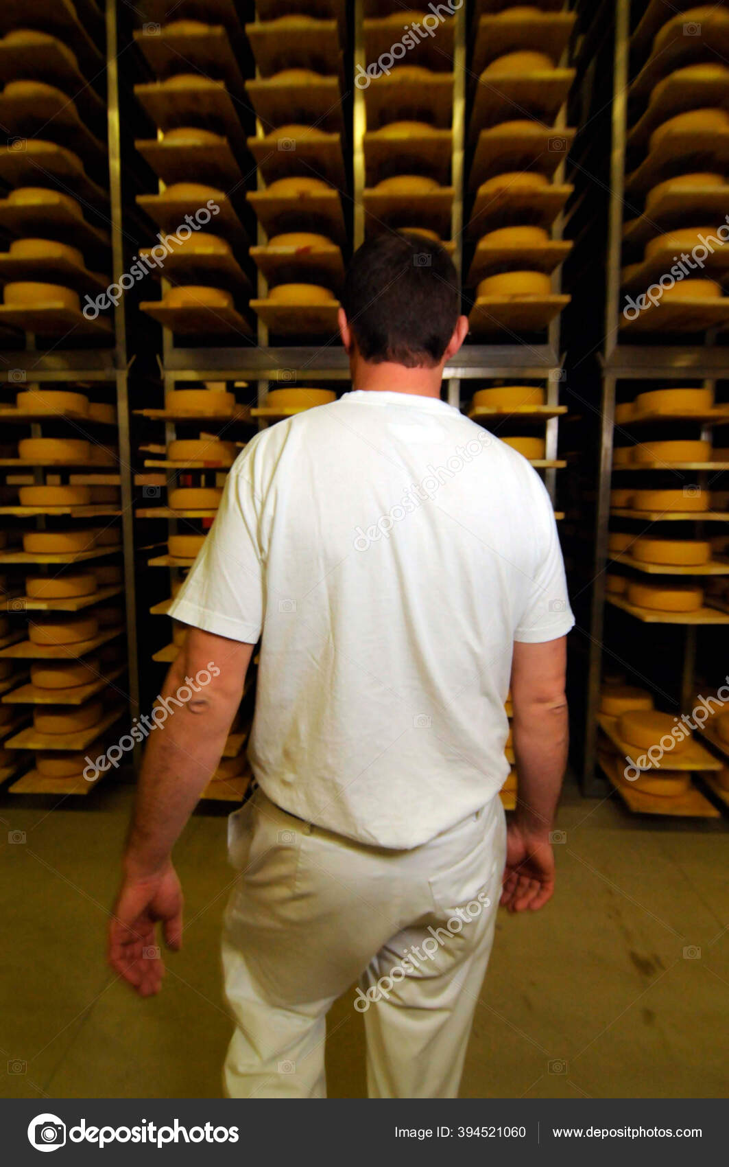Master Cheese Maker Industrial Food Production Walks Hall Cheese Loaves
