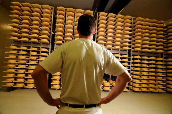 master cheese maker in industrial food production standing in a hall of cheese loaves