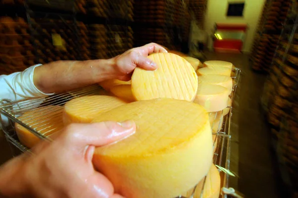工業食品生産におけるチーズの熟成過程における品質管理 — ストック写真