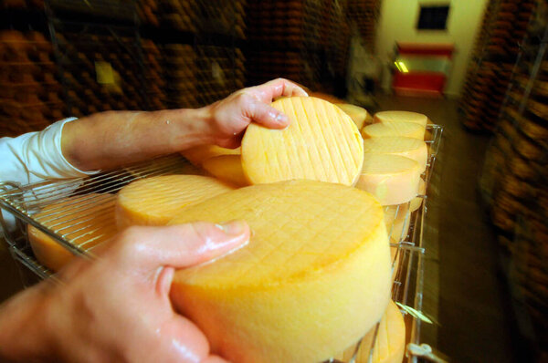 quality control in the process of cheese ripening in industrial food production