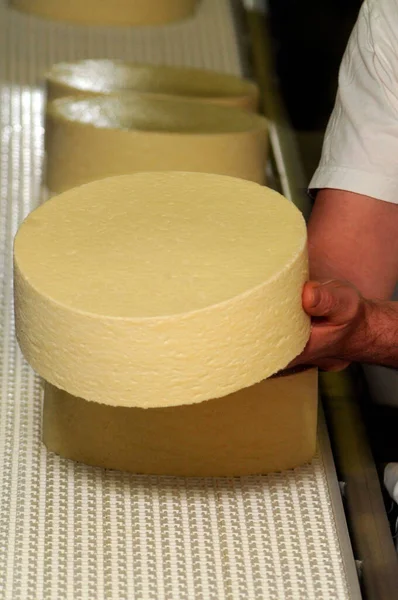 quality control with hand in the industrial cheese and food production