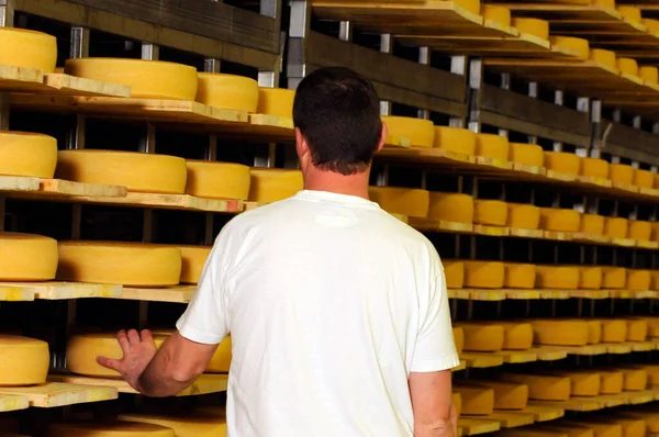 master cheese maker in industrial food production walks through a hall of cheese loaves