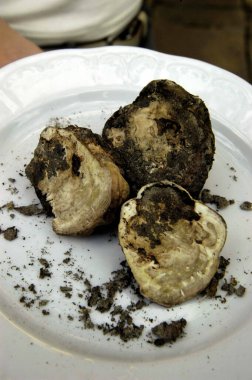 Beyaz bir tabakta yeni toplanmış ve çamurlu üç mantar.