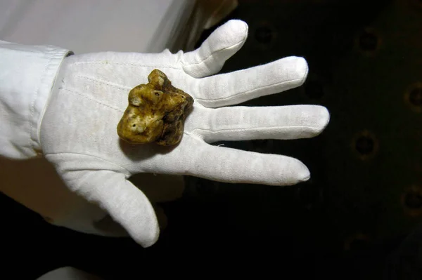 Hand White Glove Holding Big Fresh Truffle — Stock Photo, Image