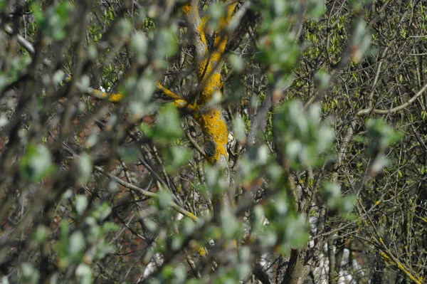田舎の葉のない木の幹に黄色い地衣類が生え前景の枝がぼやけています — ストック写真