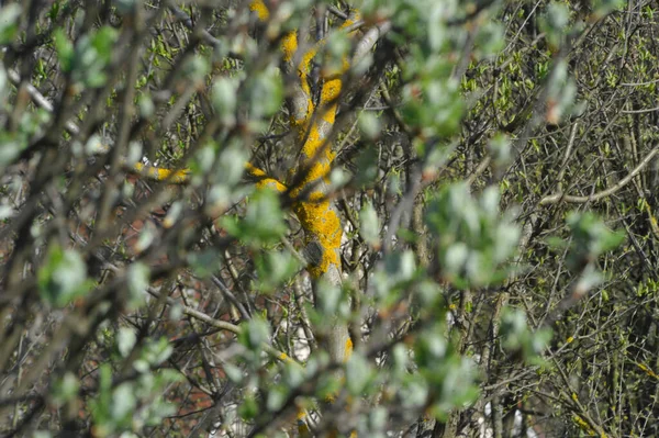 Yellow Lichen Growing Leafless Tree Trunk Countryside Branches Foreground Blurred — Stock Photo, Image