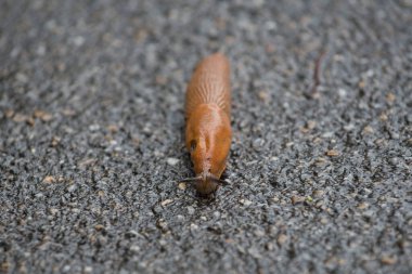 Yağmurdan sonra siyah asfaltta kahverengi bir İspanyol sümüklüböceği.