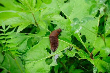 Kahverengi bir İspanyol sümüklüböceği yağmurdan sonra yeşil bir izin aldı.
