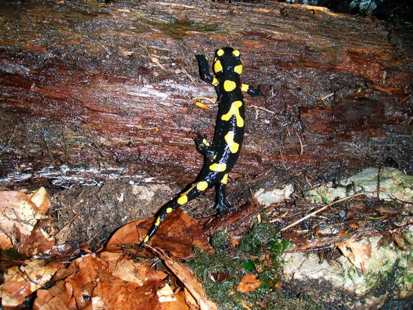 Primo Piano Una Salamandra Fuoco Nera Gialla Sul Terreno Foresta — Foto Stock