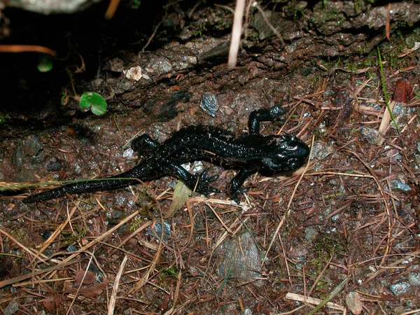 Primer Plano Una Salamandra Alpina Negra Suelo Del Bosque — Foto de Stock