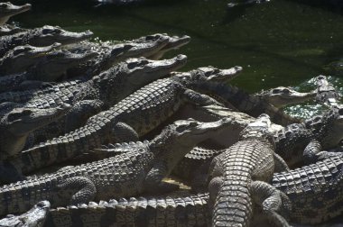 Vietnam 'da bir çiftlikte bir grup timsah.