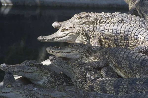 Krokodilok Egy Csoportja Egy Vietnámi Gazdaságban — Stock Fotó