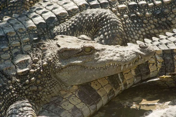 Tête Crocodile Dans Une Ferme Vietnamienne Crocodile Sur Surface Pierre — Photo