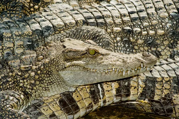 Hlava Krokodýla Farmě Vietnamu Krokodýl Kamenném Povrchu — Stock fotografie