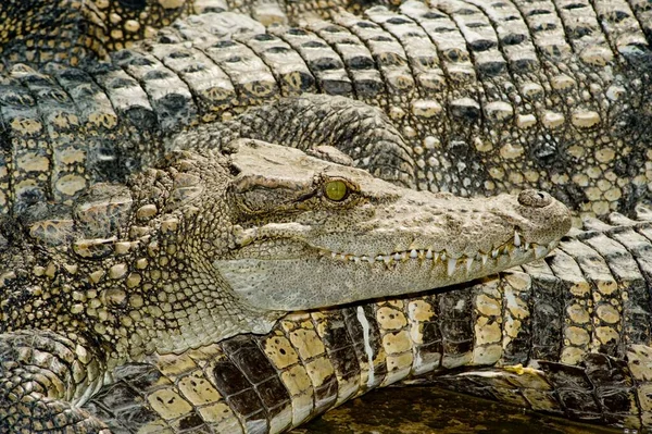 Testa Coccodrillo Una Fattoria Vietnam Coccodrillo Superficie Pietra — Foto Stock