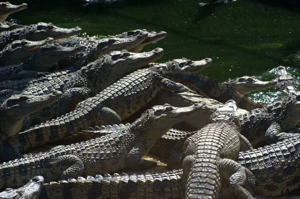 Krokodilok Egy Csoportja Egy Vietnámi Gazdaságban — Stock Fotó