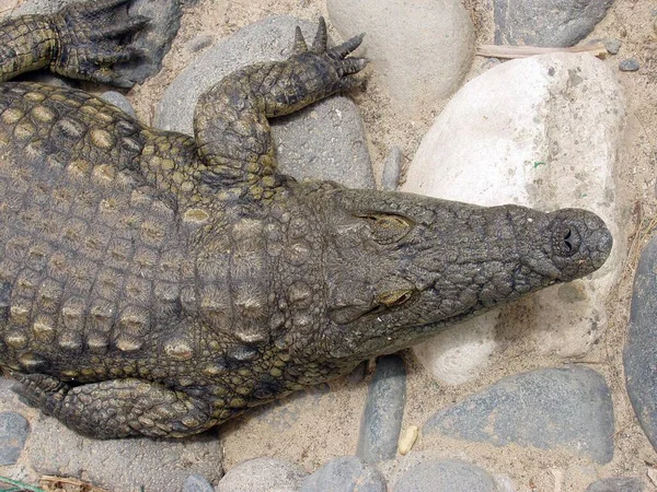 Crocodilo Que Vive Cativeiro Deitado Chão Pedra Areia — Fotografia de Stock
