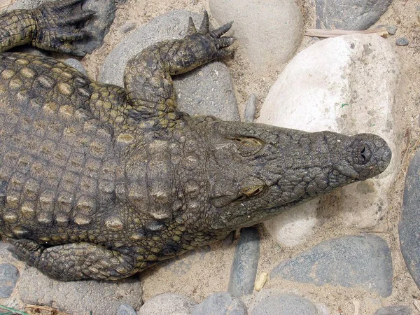 Crocodile Vivant Captivité Couché Sur Sol Pierre Sable — Photo