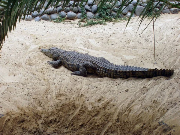 Crocodile Vivant Captivité Couché Sur Sol Pierre Sable — Photo